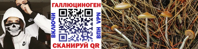где найти наркотики  Елец  Галлюциногенные грибы прущие грибы 